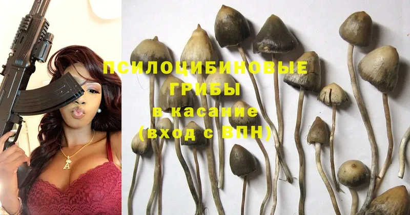 Галлюциногенные грибы Psilocybe  Большой Камень 